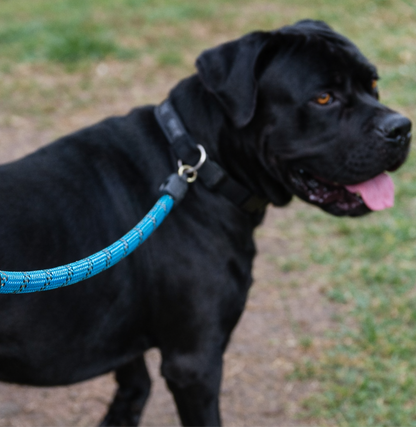Surfer's Catch Leash Collection