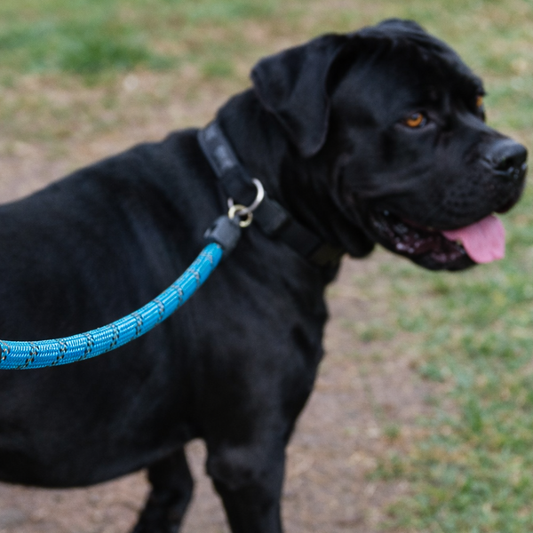 Surfer's Catch Leash Collection